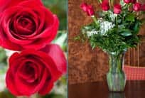 Norwegian Cruise Line Gifts & More — Barcelona embarkation flowers